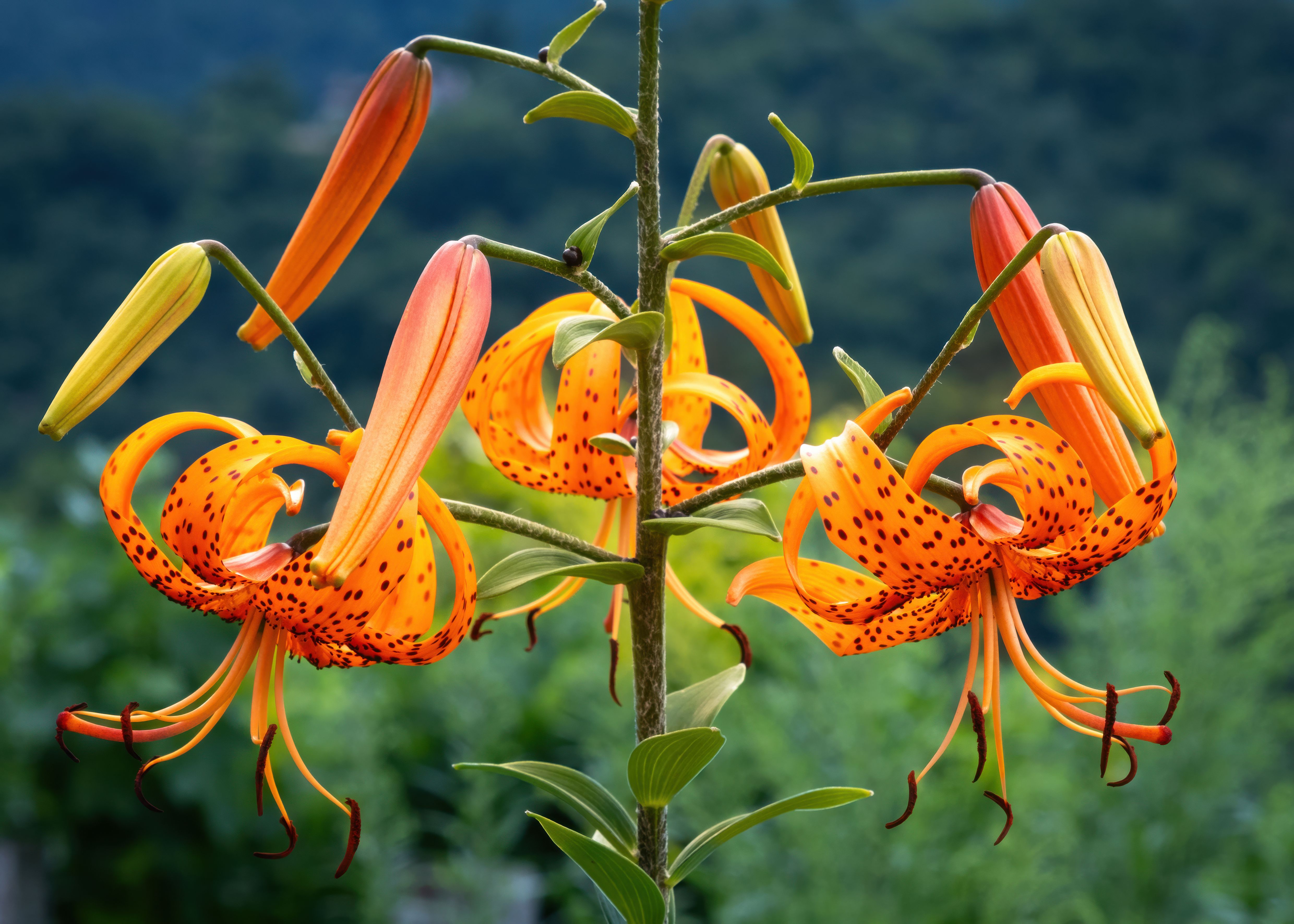 Wild Tiger Lily Photos, Download The BEST Free Wild Tiger Lily Stock Photos  & HD Images
