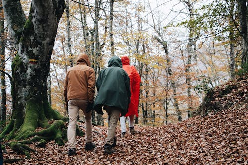 Free Photo Of People Walking On Forest Stock Photo