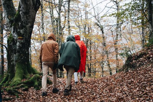 Free Three people hiking through a serene autumn forest in raincoats. Stock Photo