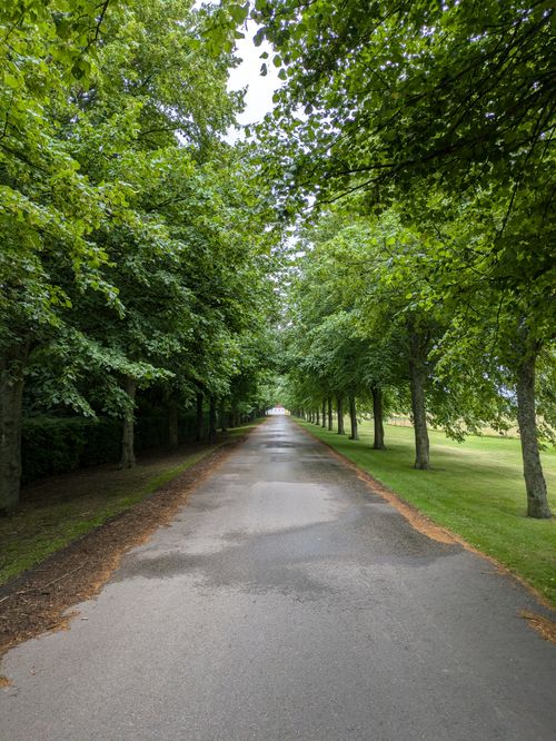 Free A serene tree-lined road with lush greenery in summer, perfect for nature walks. Stock Photo