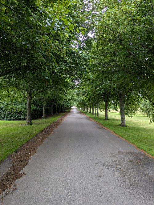 Free Gorgeous tree-lined road with lush greenery, perfect for nature lovers seeking tranquility. Stock Photo