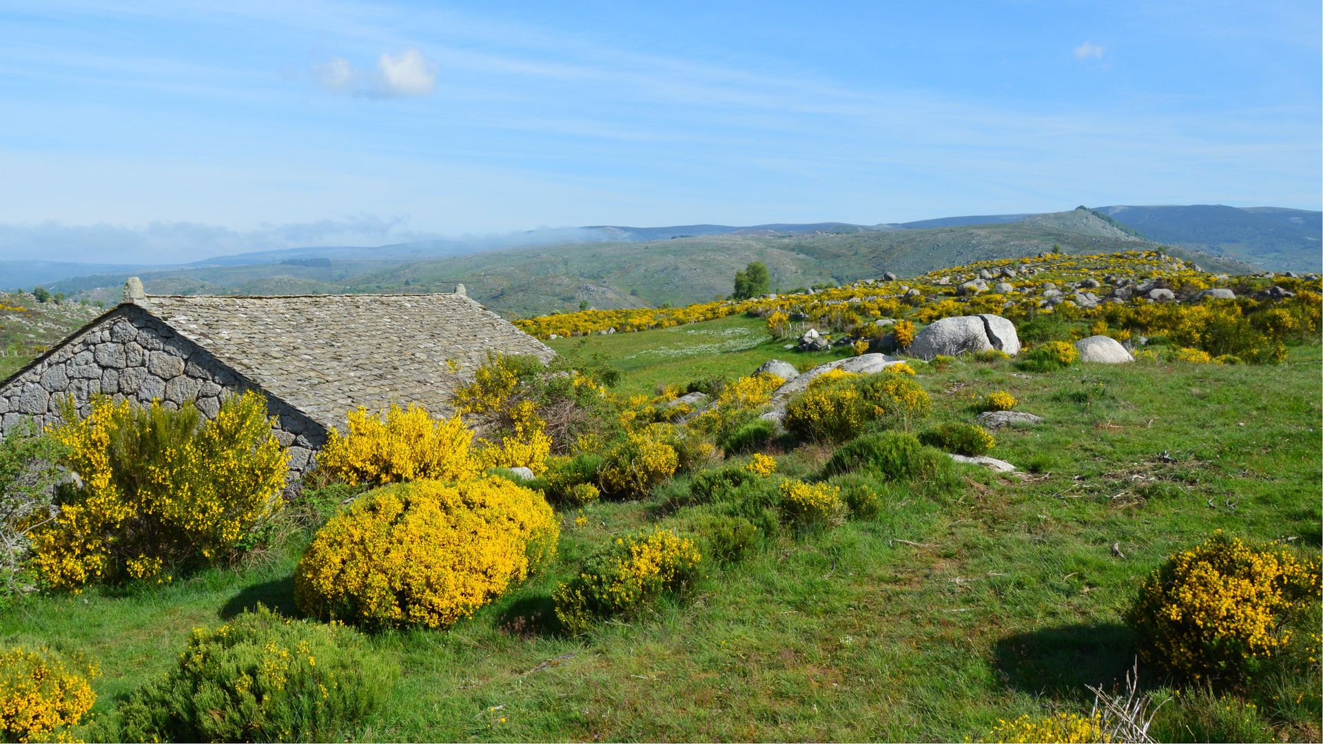 Maison de pierre au milieu des genêts en fleurs