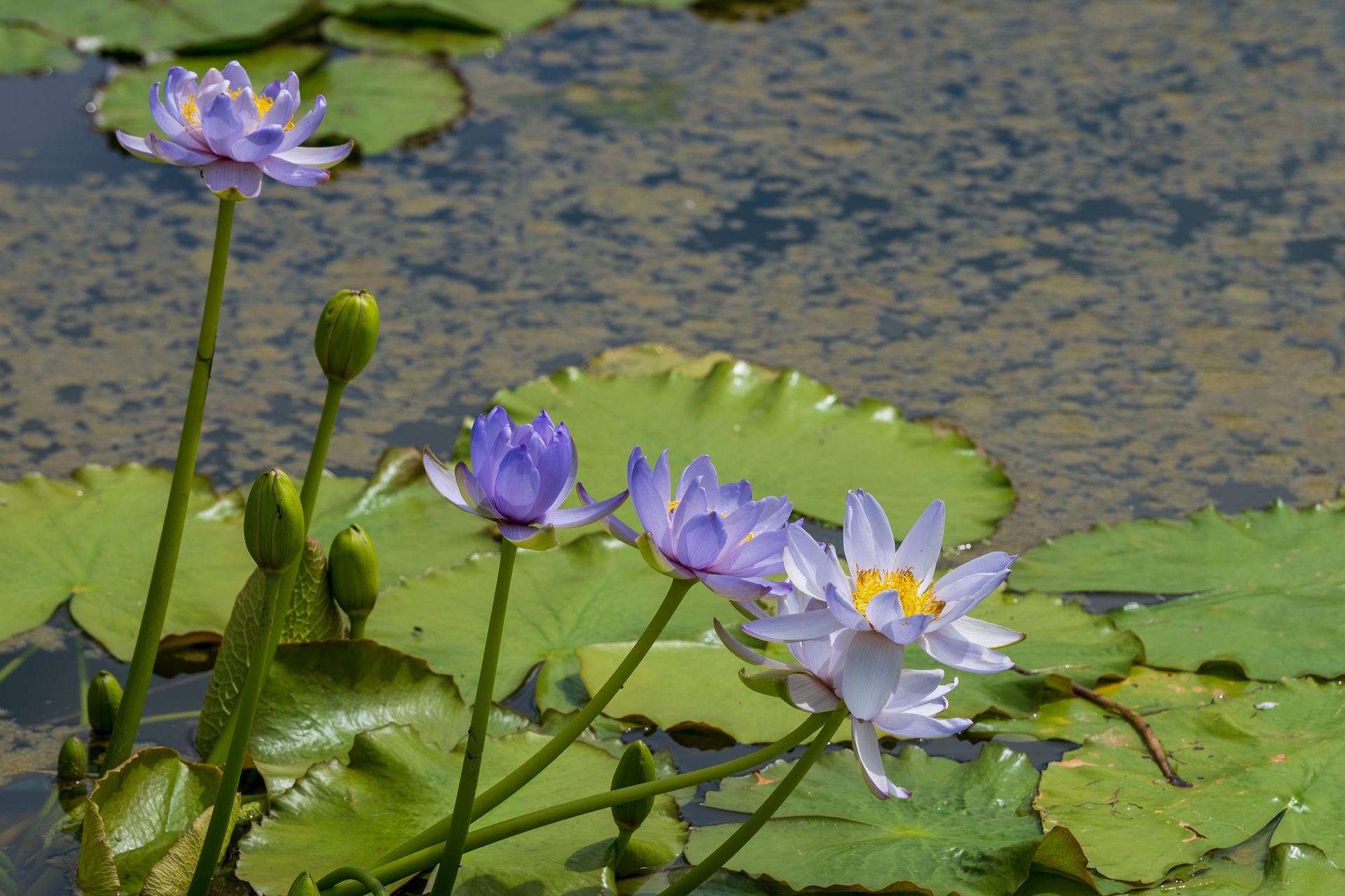 Beautiful water lilies blooming on a pond with green lily pads.