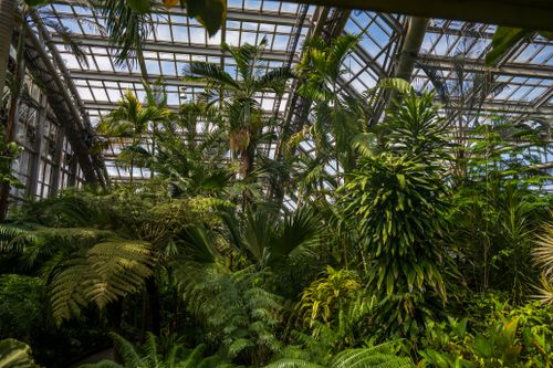 Free Exploring a diverse indoor jungle with lush greenery in a botanical conservatory. Stock Photo