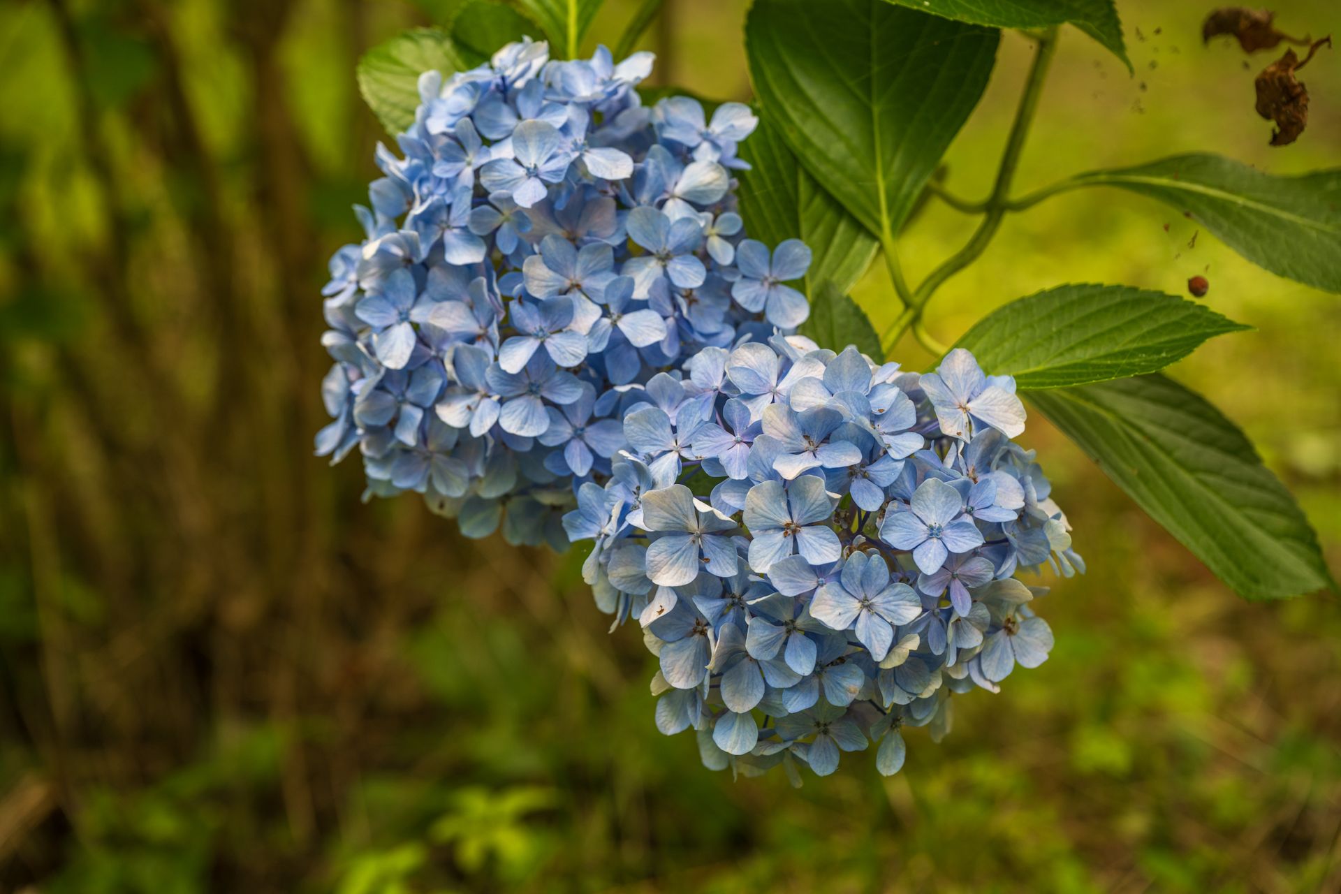 Close-up of vibrant blue hydrangea blooms on a sunny day in the garden.