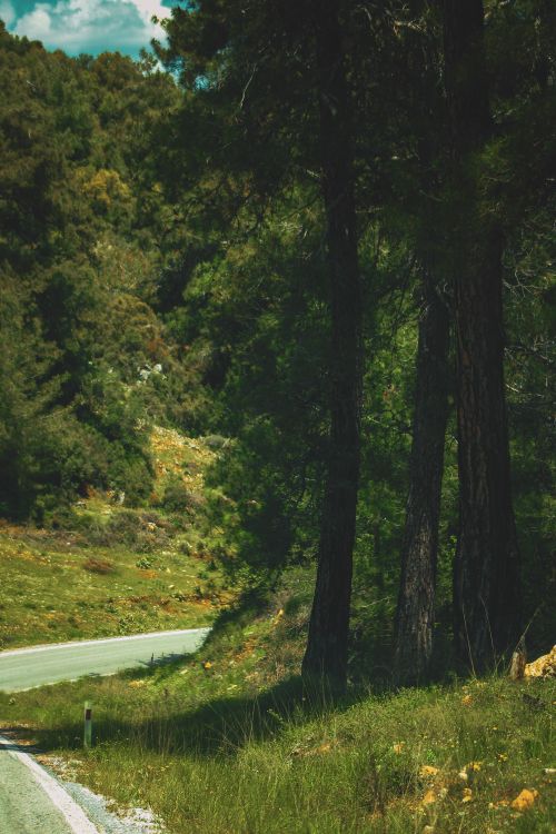 Free Serene winding road through dense green forest in daylight. Stock Photo
