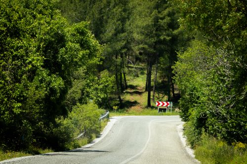 Free Secluded forest road surrounded by lush greenery and vibrant trees on a sunny day. Stock Photo