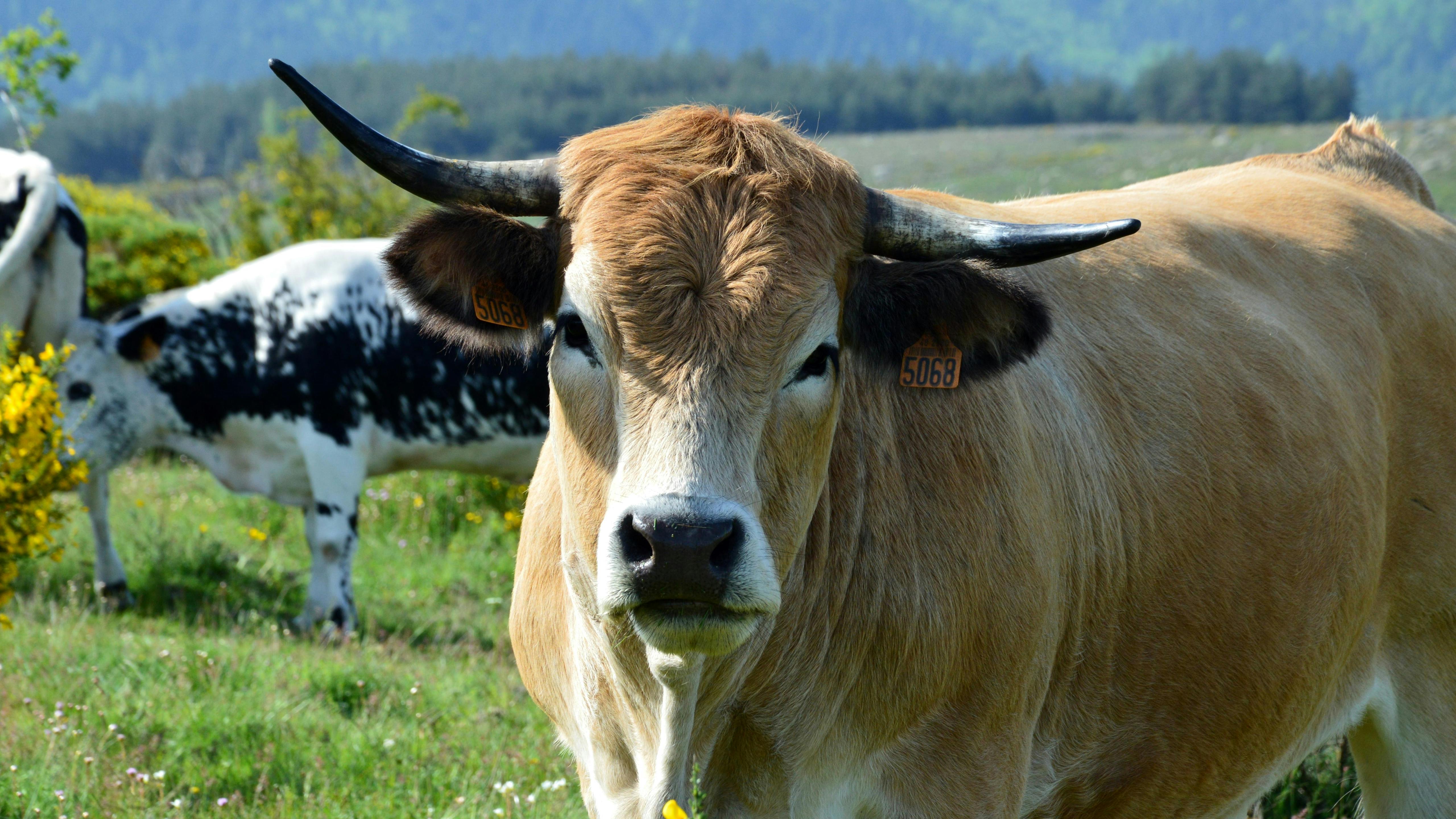A brown cow with prominent horns grazing outdoors in a scenic green field.