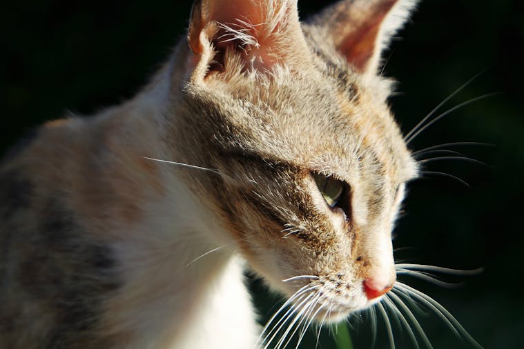 A close-up shot of a tabby cat with intricate fur patterns basking in sunlight.