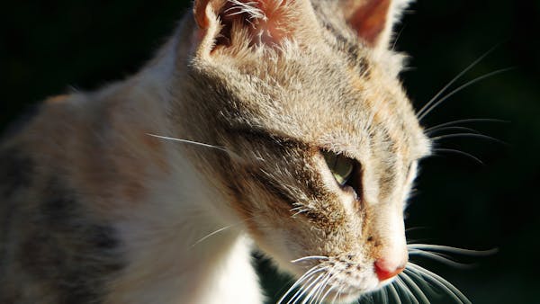 A close-up shot of a tabby cat with intricate fur patterns basking in sunlight.