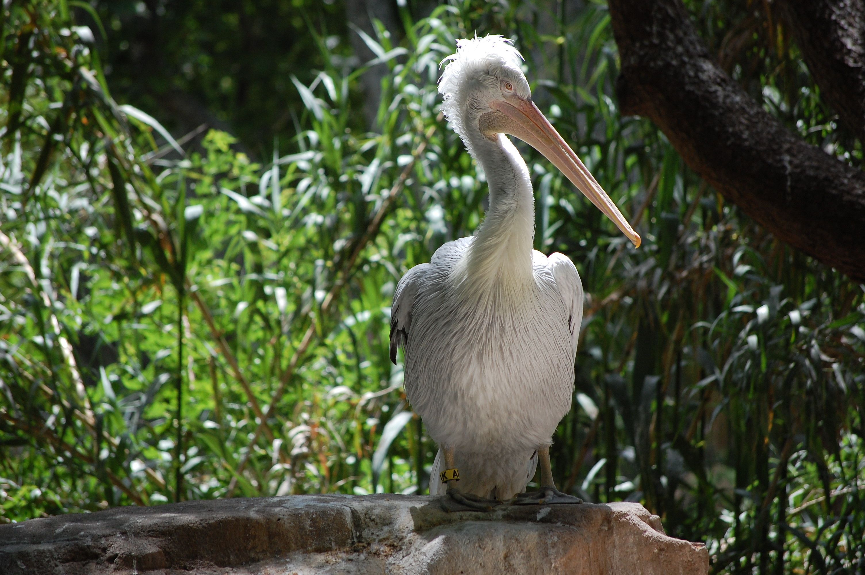 A Great White Pelican perched on a stone surrounded by greenery in Barcelona, Spain.