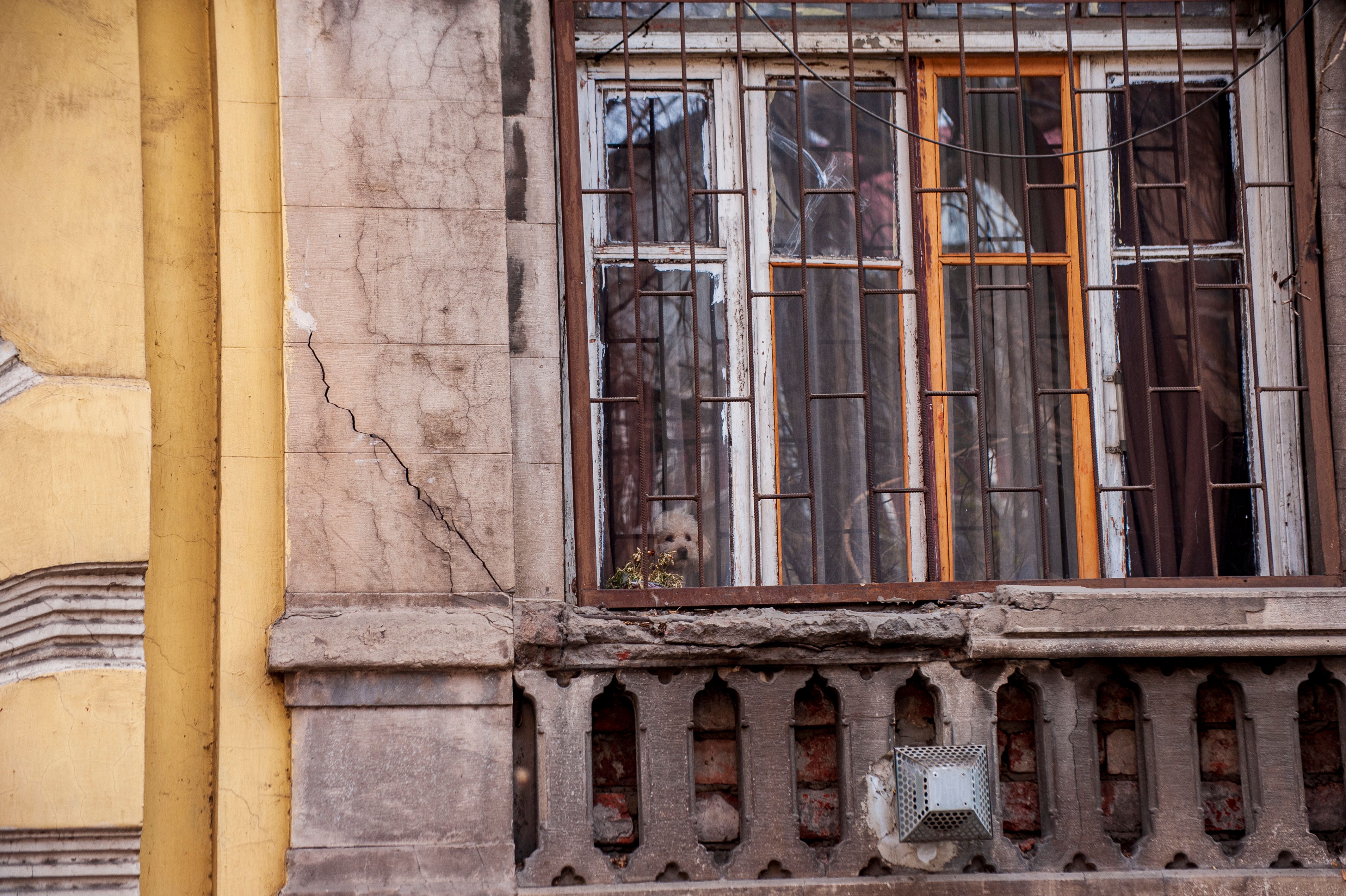 Hund schaut durch ein Fenster