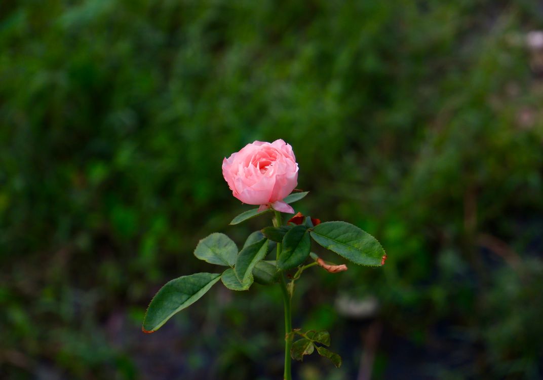 Close-up of a Beautiful Pink Rose in Bloom · Free Stock Photo
