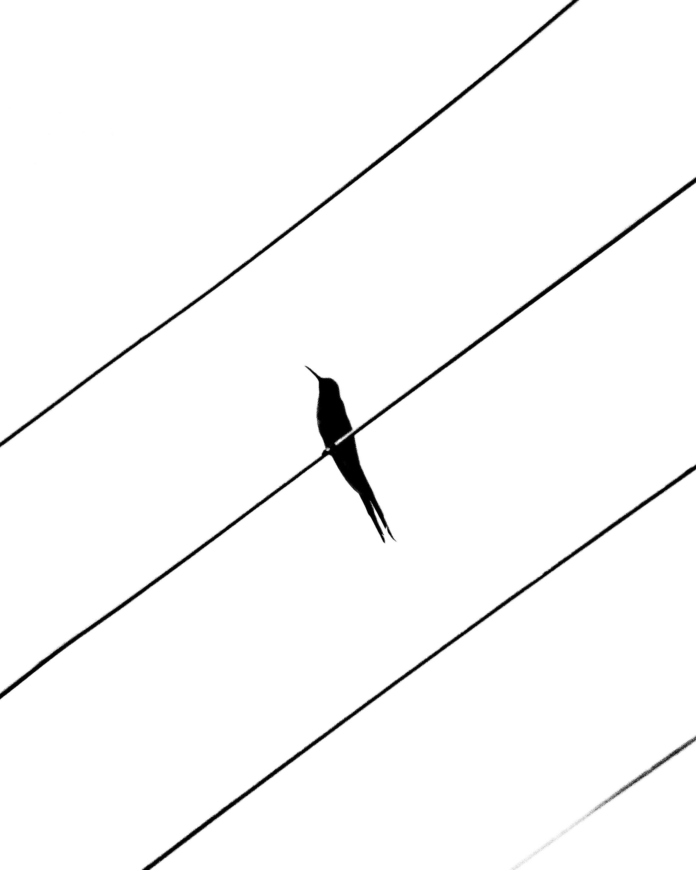 bezplatná Minimalistická silueta ptáka sedícího na elektrickém vedení proti jasné obloze. Základová fotografie