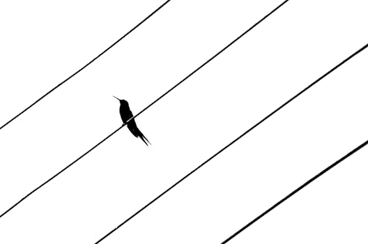 La sagoma artistica di un uccello appollaiato sui cavi dell'alta tensione contro un cielo bianco, immortalata all'aperto.