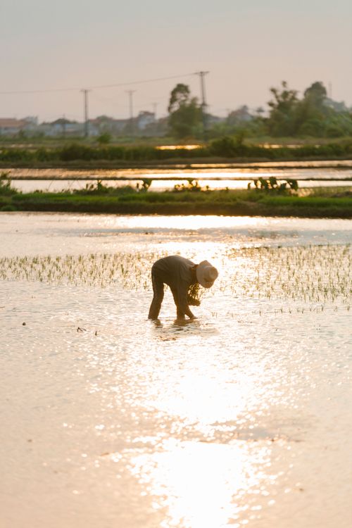 Free A farmer bends over in a rice field during a warm sunset, reflecting the golden light. Stock Photo
