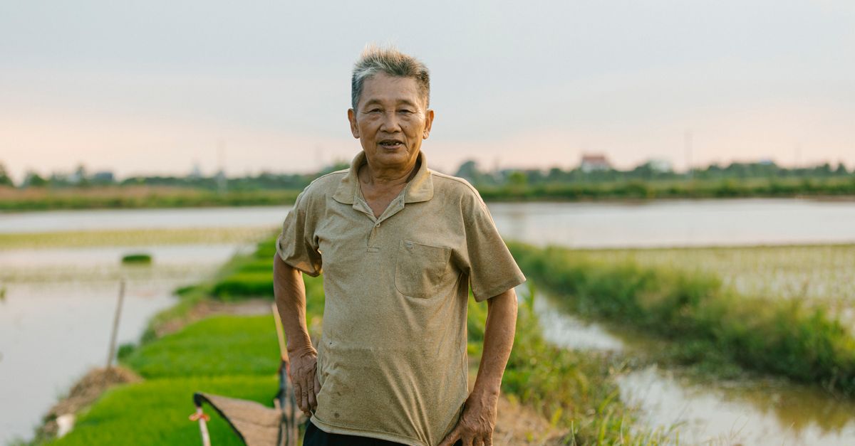 elderly farmer looking at a smartphone while standing in a field