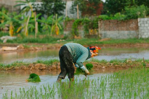 Free A dedicated woman engaged in traditional rice planting in a lush green paddy field. Stock Photo