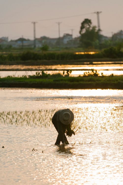 Free A solitary farmer bends over in a shimmering rice field during a golden sunset, showcasing rural agricultural life. Stock Photo