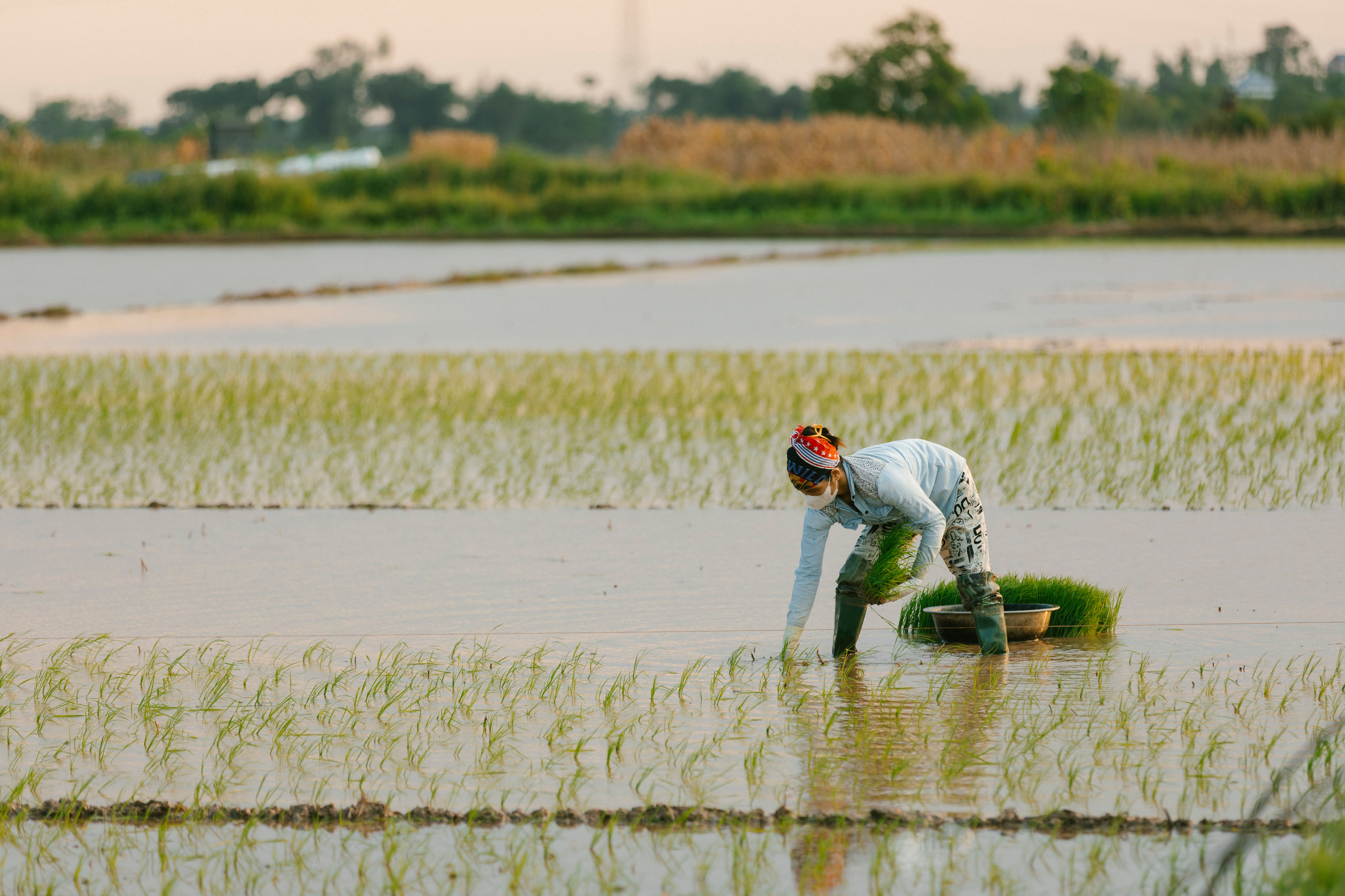A woman planting rice seedlings in a calm paddy field during sunset, showcasing traditional agriculture.