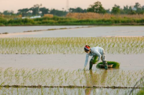 4,000+ 張最佳農耕相片· 100% 免費下載· Pexels 圖庫相片