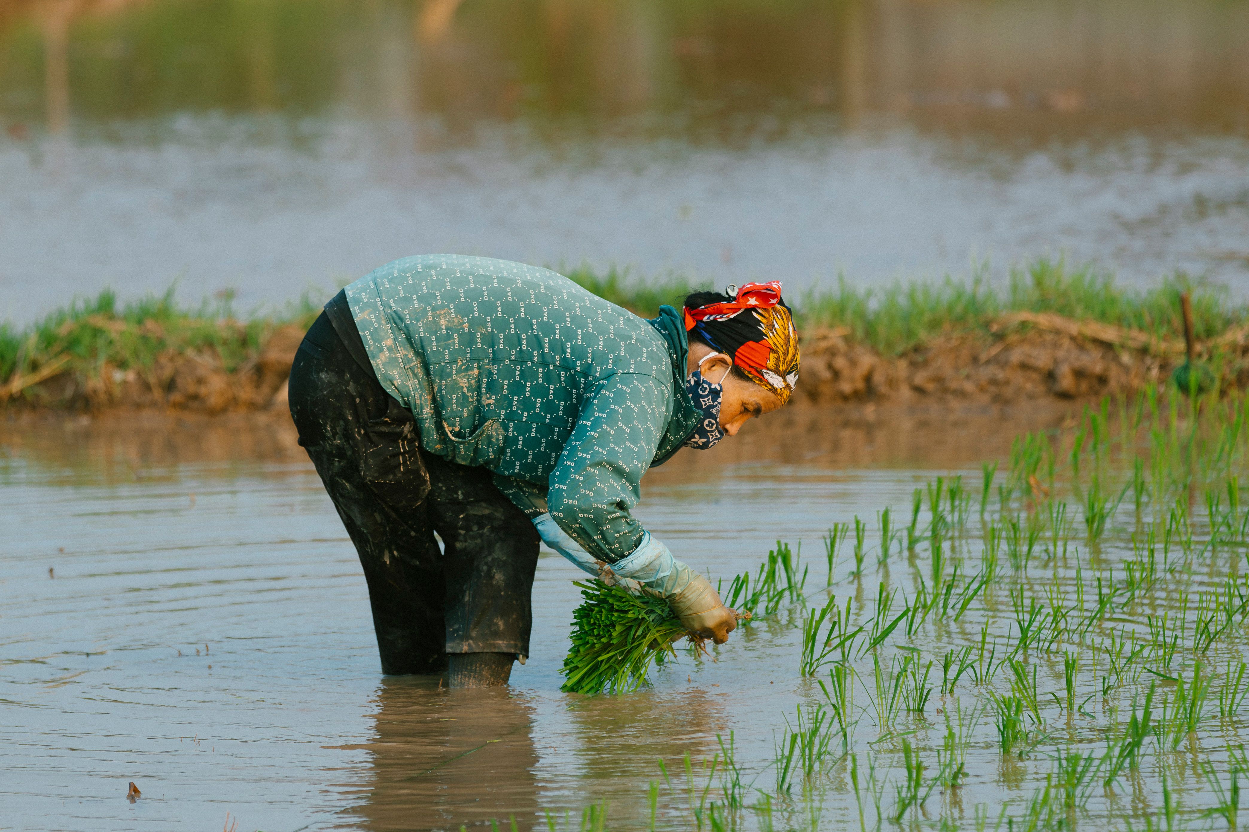 Rural Farmer Planting Rice in Waterlogged Field · Free Stock Photo