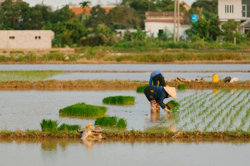 Free Two farmers cultivating rice in vibrant green paddy fields, working diligently under the sun. Stock Photo