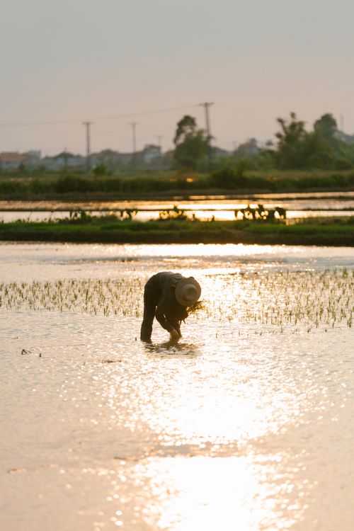 Free A farmer bends over planting rice seedlings in a sunlit field during sunset. Stock Photo
