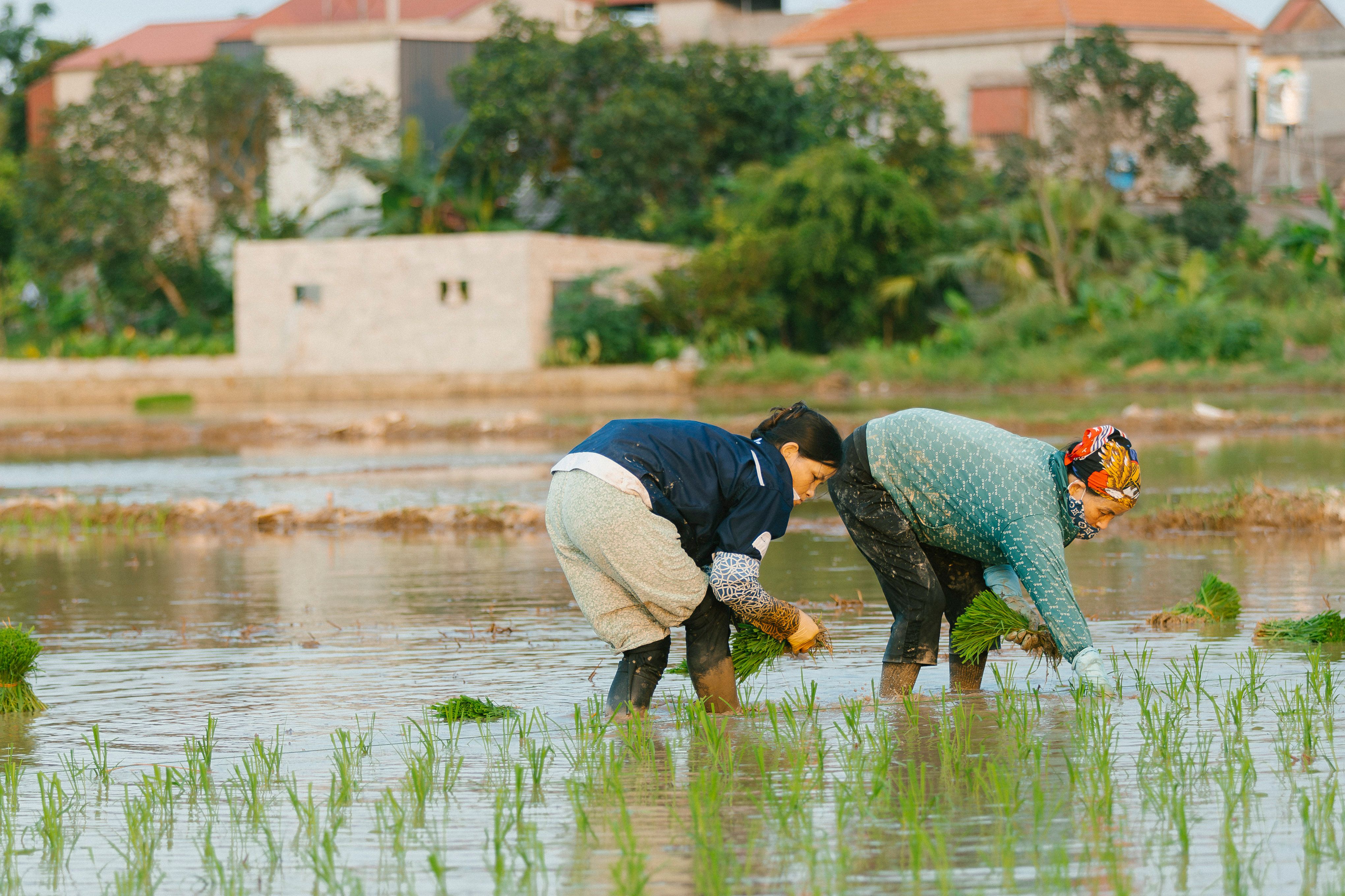 Rural Farmers Planting Rice in Lush Field · Free Stock Photo