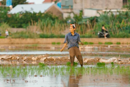 Free An adult farmer planting rice seedlings in a lush, water-filled paddy field. Stock Photo