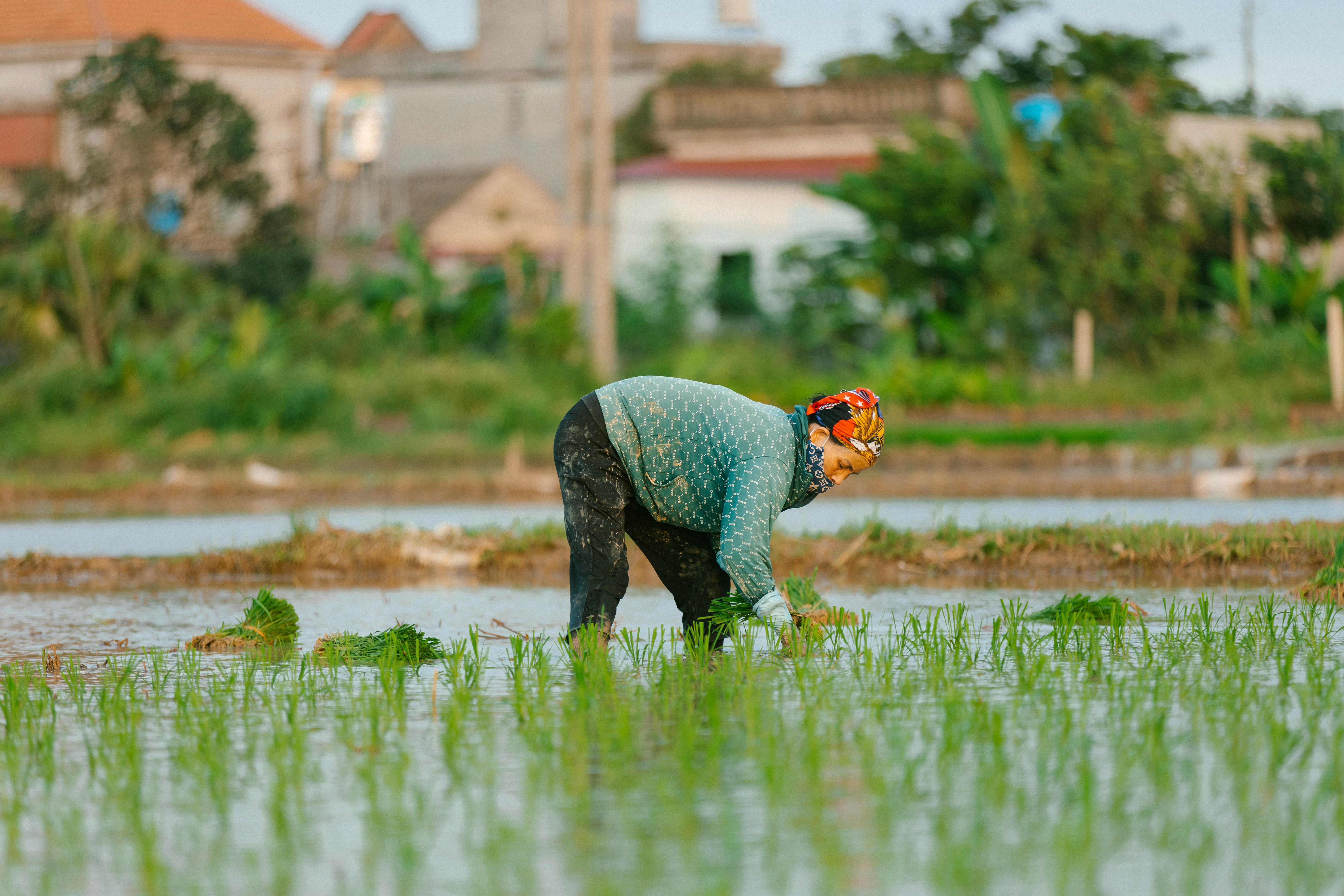 Promoting Sustainability in Educational Practices and Green Campus Initiatives