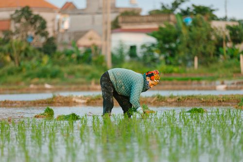 Free Asian farmer tending rice field on a sunny day, showcasing traditional agricultural practices. Stock Photo