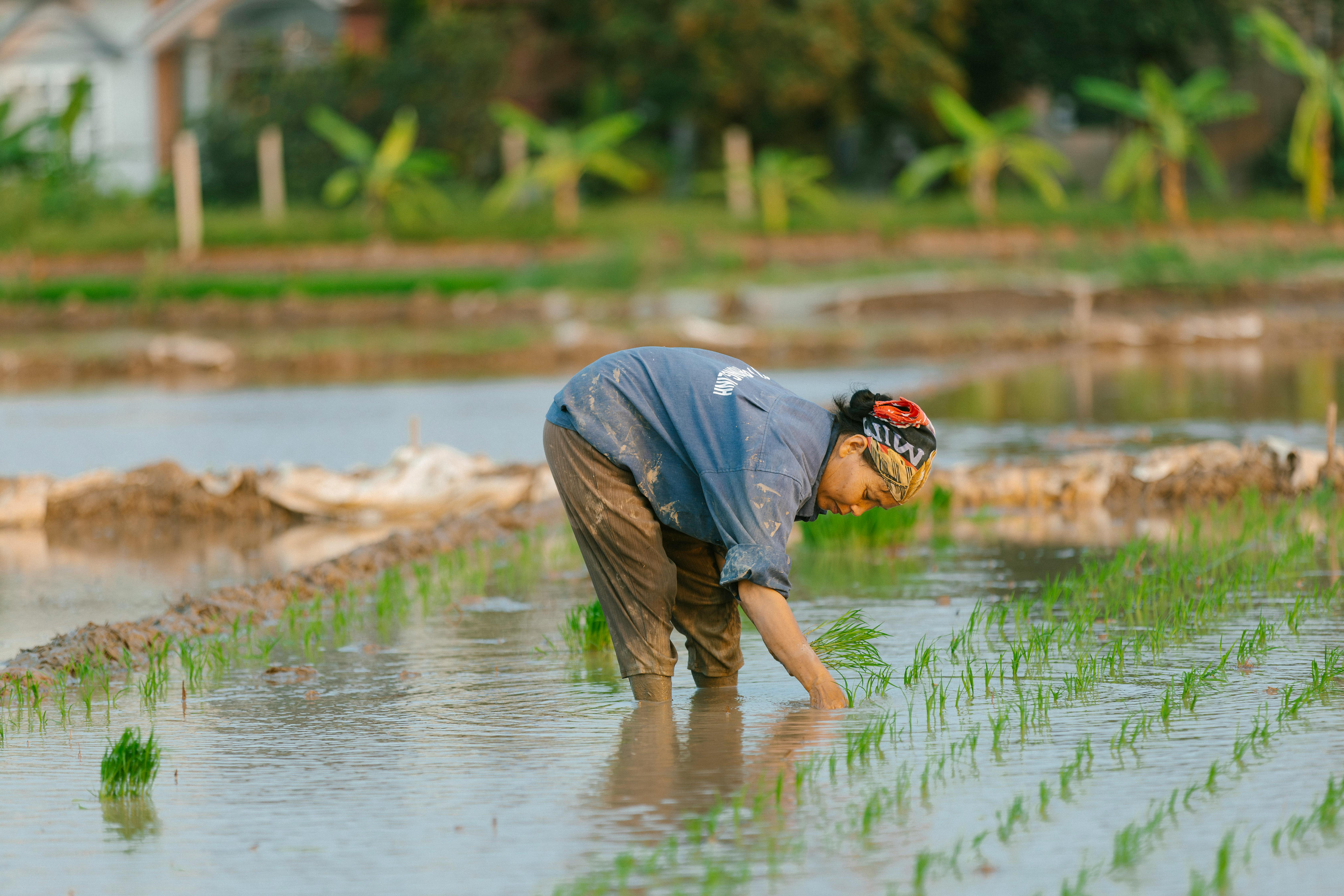 The Influence of Indigenous Beliefs on Latin Folklore