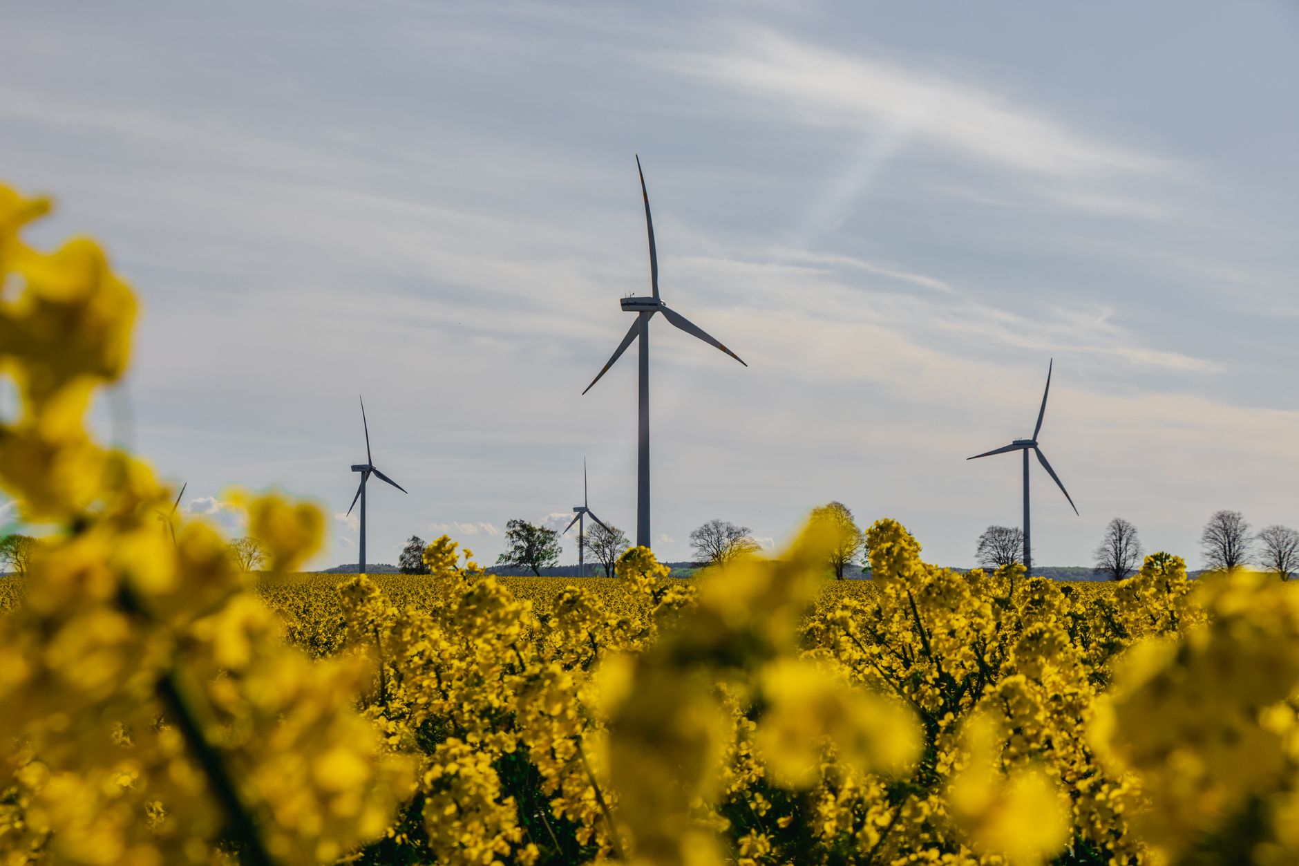 Wind turbines amidst yellow rapeseed blooms under a bright spring sky.