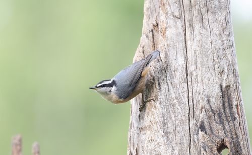 Free Close-up of a red-breasted nuthatch perched on a tree trunk in natural habitat. Stock Photo