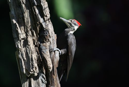 Free Close-up of a pileated woodpecker perched on a tree trunk, highlighting natural wildlife. Stock Photo