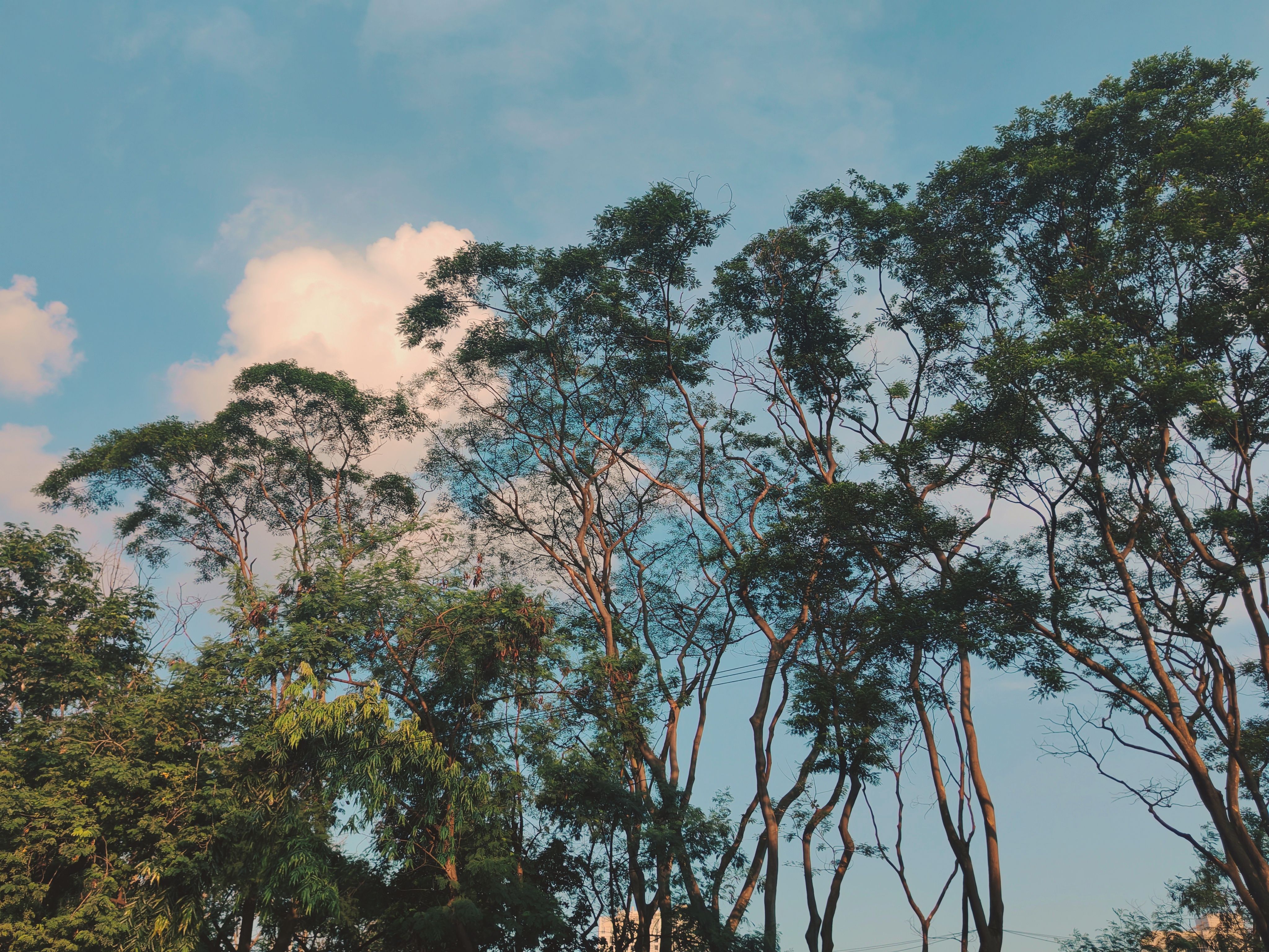 Tall Trees Against Blue Sky and Clouds · Free Stock Photo