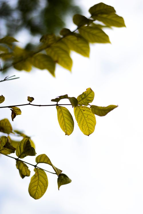 Free Beautiful close-up of green leaves with a bright sky backdrop, capturing the essence of nature. Stock Photo