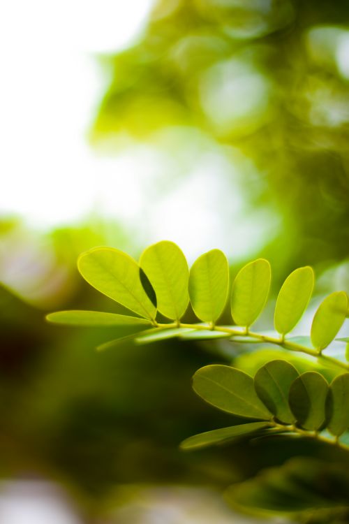 Free Vibrant green leaves in focus with a blurred nature background, capturing the essence of spring. Stock Photo