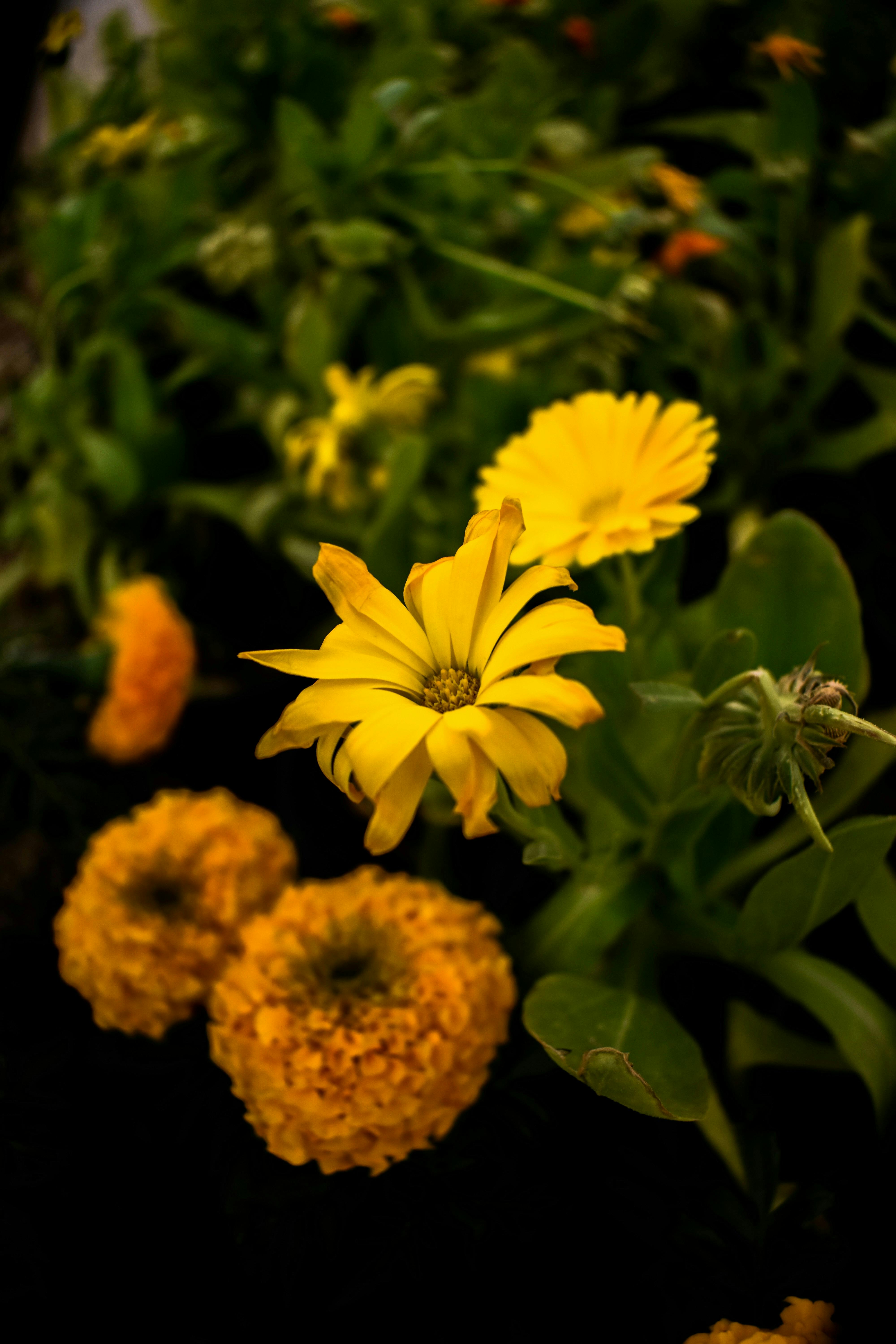 [ColoSach]-close-up-of-vivid-yellow-marigold-and-calendula-flowers-in-full-bloom.