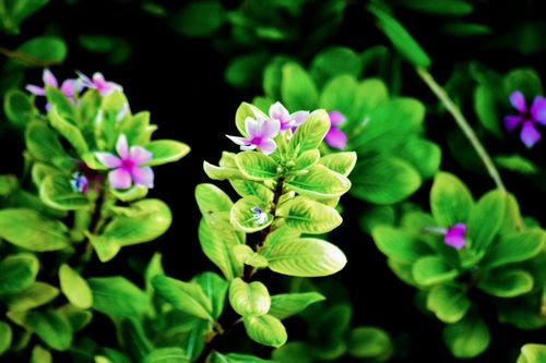 Free Bright green leaves and purple flowers captured in a lush botanical setting. Stock Photo