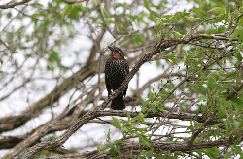 Free A red-winged blackbird perched on tree branches in lush spring greenery. Stock Photo