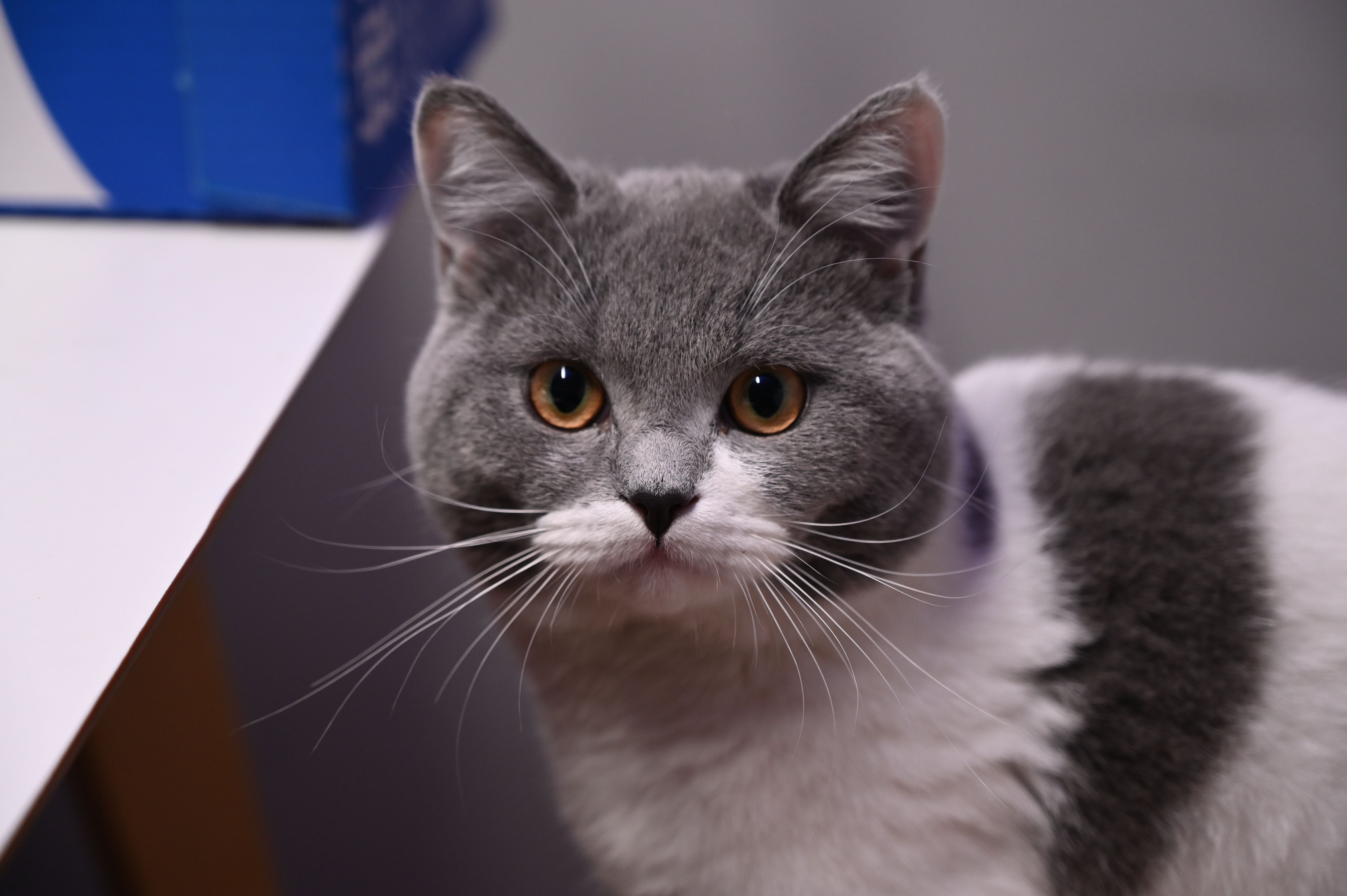 pet insurance pet health coverage — Photo by J.D. Books on Pexels