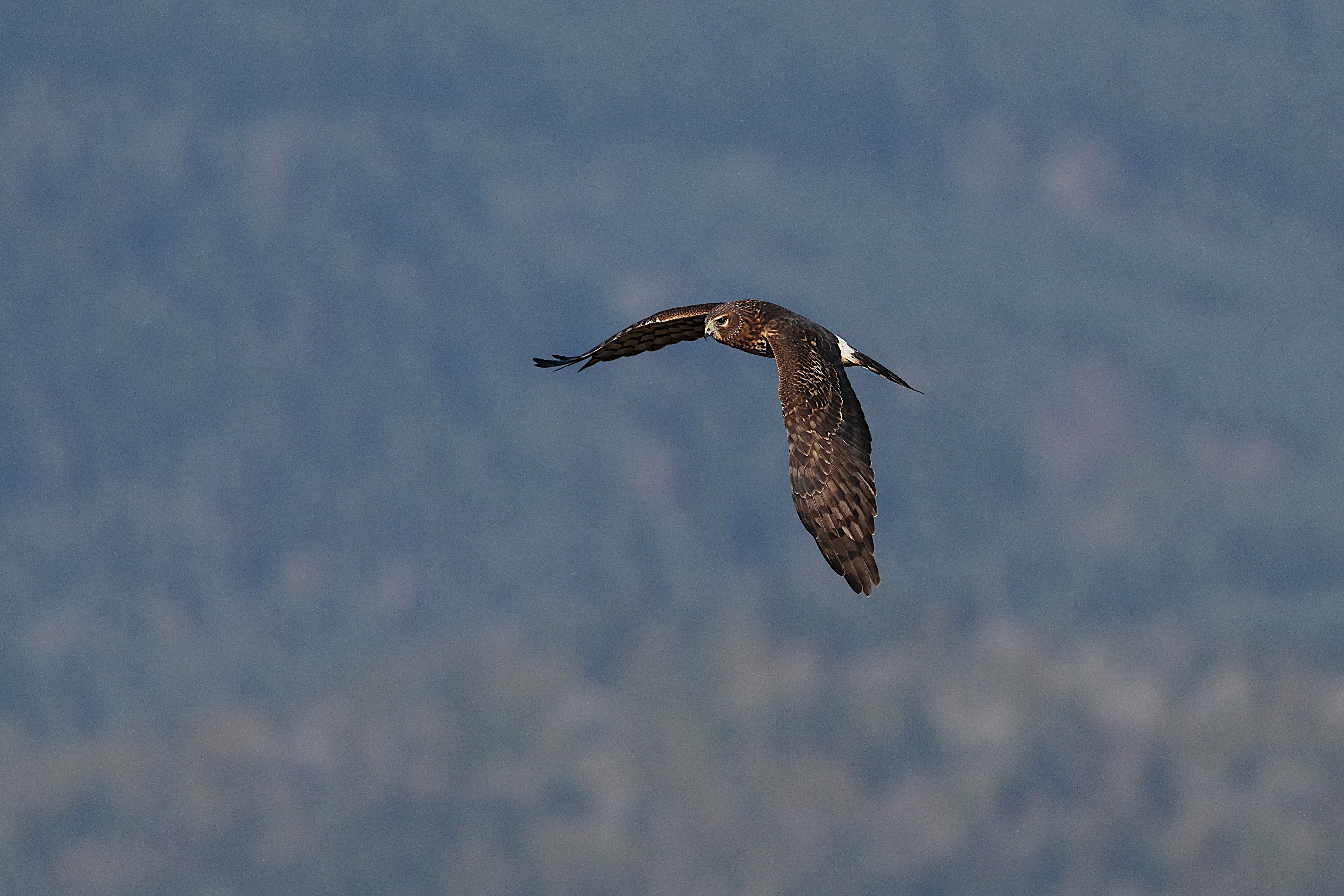 Broad-Winged Hawk Soaring in Open Sky · Free Stock Photo
