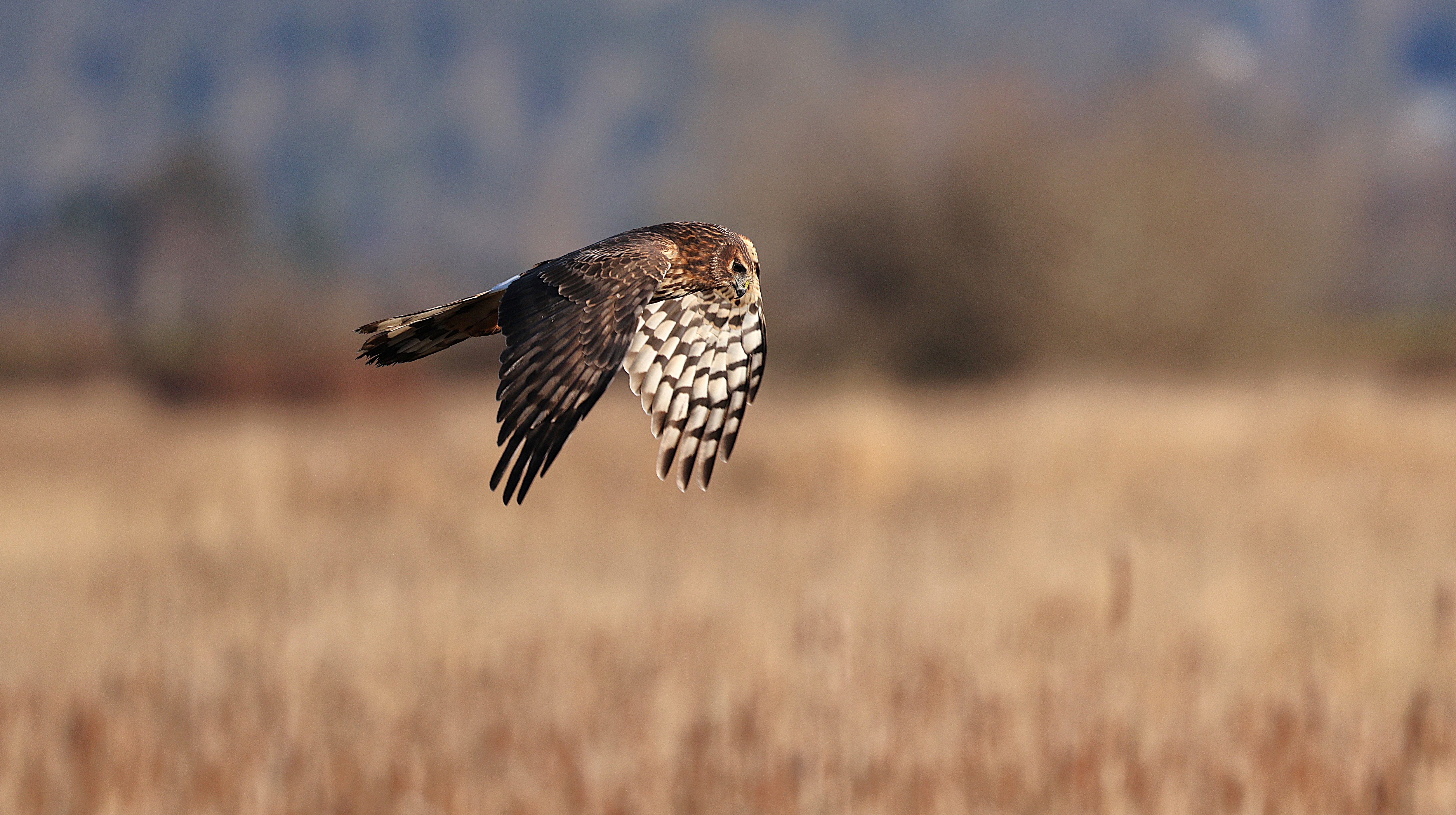 All-Canada Show promotes hunting, fishing and outdoor adventure — Photo by Veronika Andrews on Pexels