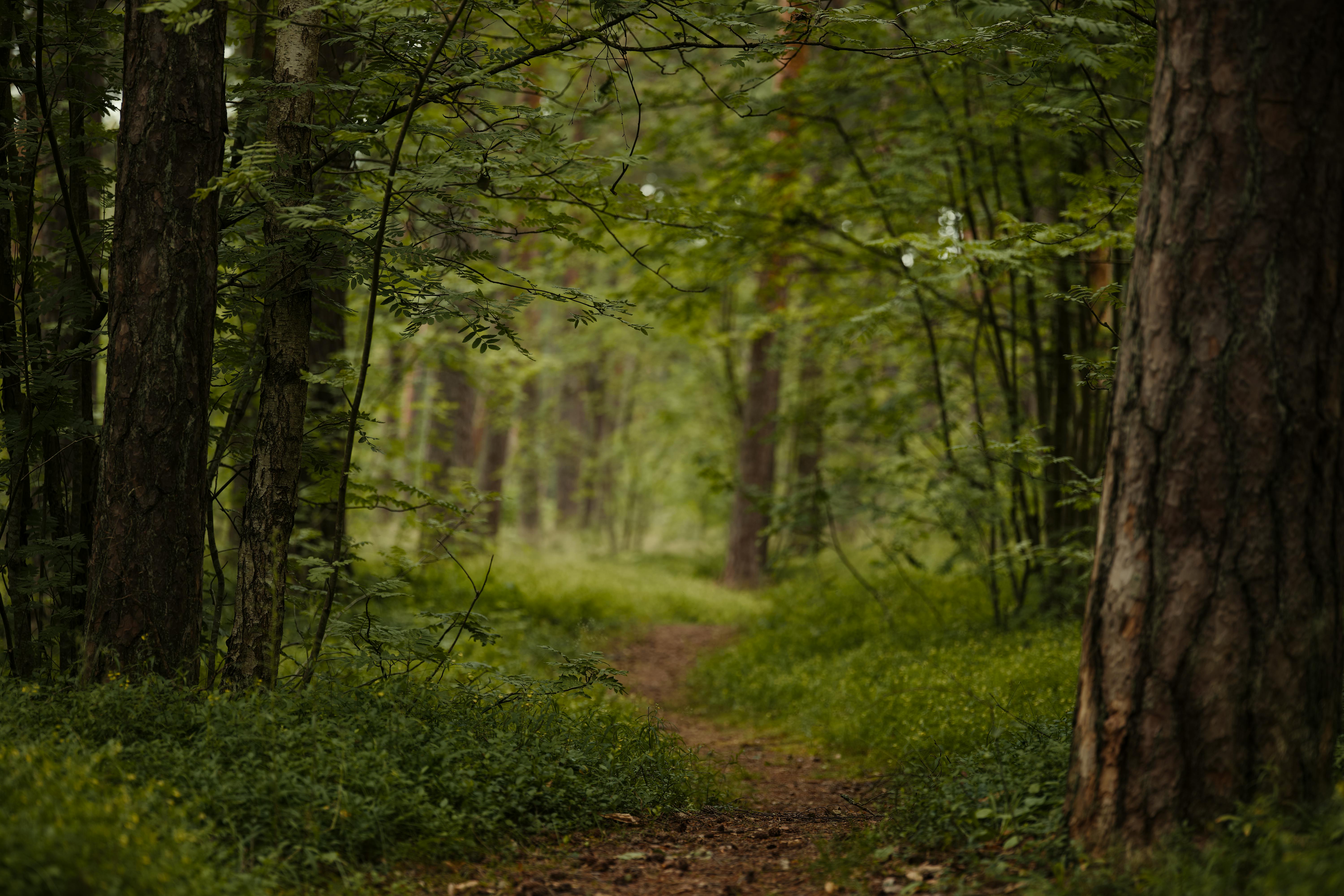 Mindfulness Retreats: Dive Deep into Being Present and Finding Inner Peace