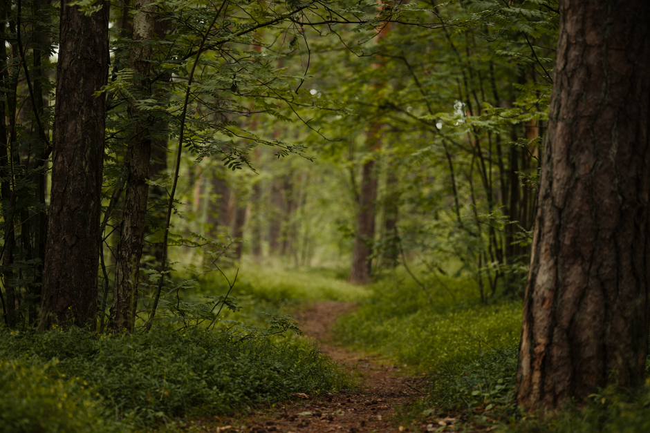Celina Parks & Trails: An Outdoor Guide