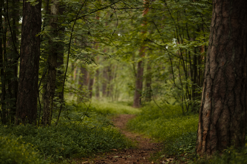 Free A tranquil forest path surrounded by lush greenery, perfect for forest bathing and relaxation. Stock Photo