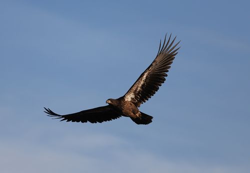 Free A bald eagle soars gracefully beneath a clear blue sky, showcasing its powerful wingspan. Stock Photo