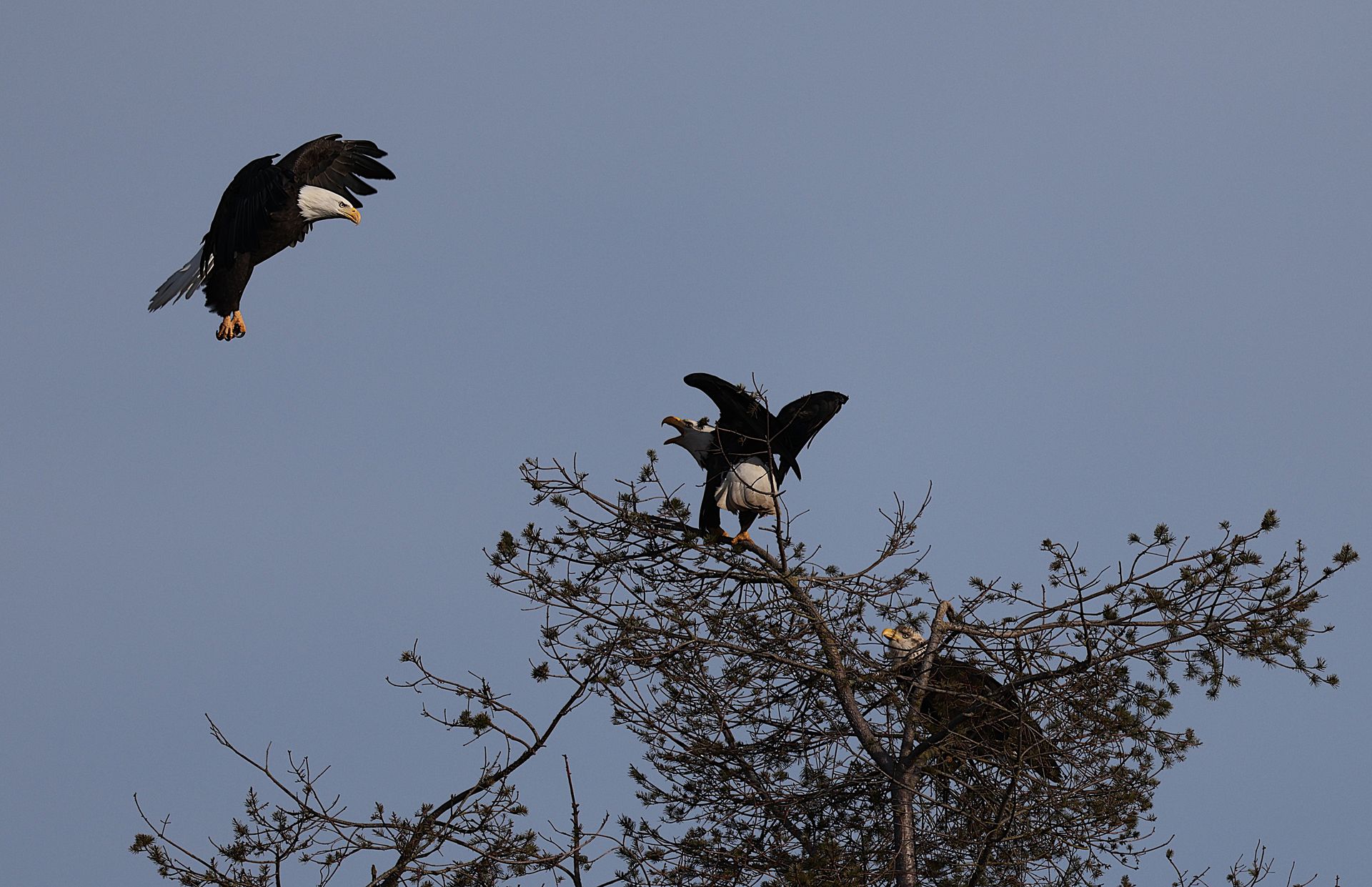 Bald eagles soaring and perched on tree branches in their natural habitat.